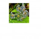 Skeleton glass warrior, Boria 20 Seeds Plants Garden Planting Colorful Rare Bon