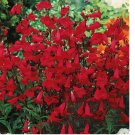 200 seeds Penstemon EATON'S Red Hummingbird Perennial Beardtongue USA Non-GMO