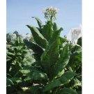 Virginia Gold Tobacco 1000 Seeds ~ Heirloom Nicotiana Tabacum ~ Fast grow