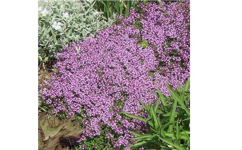 Dwarf Creeping Thyme 3500 Seeds, Thymus Serpyllum, Ground Cover