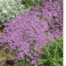 Dwarf Creeping Thyme 3500 Seeds, Thymus Serpyllum, Ground Cover