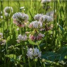 White Dutch Clover 15200 Seeds, Heirloom, Garden FRESH Perennial Flower seeds
