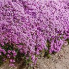 Creeping Thyme 1000 Seeds, (Thymus Serpyllum) Perennial & Purple Groundcover