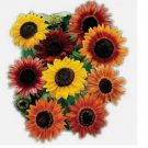 30 seeds Sunflower Seed Mix - Vibrant Heirloom Blooms