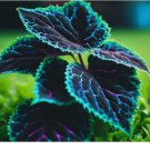 Coleus 20 seeds Rare color Blue Black Green flower plant lawn