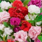 100 seeds Camelia Flowered Mix Impatiens | Non-GMO