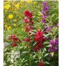 Balsam CAMELLIA FLOWERED Mix Impatiens Double Blooms PartShade Non-GMO 200 Seeds Balsam CAMELLIA FLOWERED Mix Impatiens Double Blooms PartShade Non-GMO 200 Seeds