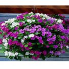 Impatiens 50 Seeds Accent Premium Pastel Mix Flower Seeds