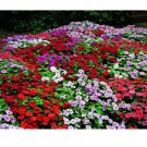 Impatiens 50 Seeds Accent Premium Mix Flower Seeds