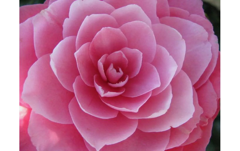 MIXED DOUBLE CAMELLIA IMPATIENS Balsamina Flower 100 Seeds *Flat S/H