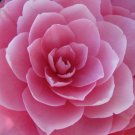 MIXED DOUBLE CAMELLIA IMPATIENS Balsamina Flower 100 Seeds *Flat S/H