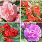 Mixed Impatiens Balsamina Balsam Camelia Impatiens 100 Seeds Double Flower T...