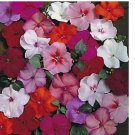 Impatiens Accent Series Mix Annual 50 Seeds