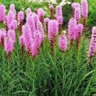 GAYFEATHER BLAZING STAR FLOWER 25 SEEDS