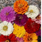 California Giants Mix Zinnia 100 Seeds | Non-GMO