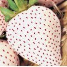 WHITE WONDER STRAWBERRY 200 SEEDS SPRING PERENNIAL HEIRLOOM NON-GMO FRUIT USA