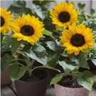Dwarf Sunspot Sunflower 25 Seeds, Compact, Helianthus annuus, NON-GMO