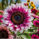 Strawberry Blonde Hybrid Sunflower 50 pcs Seeds - Non-GMO Heirloom Variety