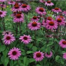 100 seeds Purple Coneflower, Echinacea Purpurea, Butterflies Hummingbirds Bees