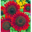 Sunflower 25 pcs Seeds for Planting- Vibrant Red Velvet Queen, Heirloom
