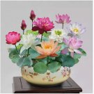 Mixed Color The Sacred Bonsai Lotus Flower 15 pcs Seeds Indoor Outdoor Pond