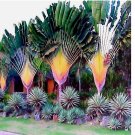 TRAVELERS PALM TREE 5pcs SEEDS (Ravenala madagascariensis) Bird of Paradise Plant