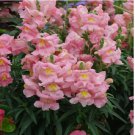 Appleblossom / Apple Blossom Snapdragon 200 Seeds | Non-GMO