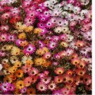 Ice Plant Mix 2000 Seeds, Livingstone Daisy, Variety Sizes Sold
