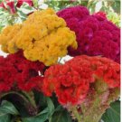 Cristata Mix Celosia 100 Seeds | Non-GMO