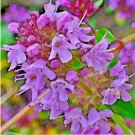 4000 SEEDS CREEPING THYME PURPLE GROUNDCOVER LAWN HERB DROUGHT ARID PERENNIAL US