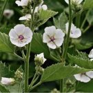 Marshmallow 100 Seeds - Althea officinalis || NON-GMO