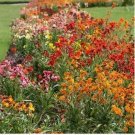 500 seeds Wallflower ENGLISH Mix Fragrant Bi-Colored Perennial, Biennial Non-GMO