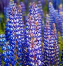 50 seeds Lupine WILD PERENNIAL Hummingbird & Bee Favorite Heirloom Pure Non-GMO