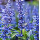 200 seeds HYSSOP officinalis Perennial Hummingbird Plant & Medicinal USA Non-GMO
