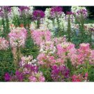 FRESH SPIDER PLANT MIXED FLOWER 100 SEEDS