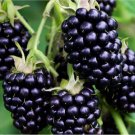 Giant Thornless Blackberry 100 Seeds Fruit 2024 Harvest NON GMO Plants