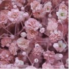 Pink Baby's Breath 200 Seeds | Non-GMO