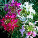 Mixed Colors Cleome 100 Seeds | Non-GMO