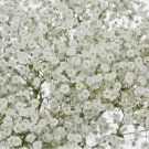 Baby's Breath 300 Seeds | Non-GMO