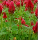 Crimson Clover Cover Crop 100 Seeds | NON-GMO Cover Crop Seeds Heirloom Garden Seeds