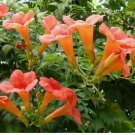 FLOWER VINE 100 SEEDS: Perennial Trumpet Creeper (Campsis radicans) USA SELLER