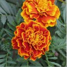 Sparky Mix Marigold 350 Seeds | Non-GMO