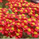 Red Yarrow 1000 Seeds | Non-GMO