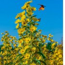 100 SEEDS Sunflower MAXIMILIAN Perennial Flowers Butterflies Finches USA Non-GMO