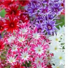 Twinkle Mix Phlox 100 Seeds | Flower Seeds | Seed Store | 1237
