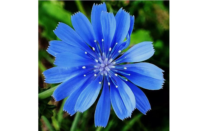 Chicory 600 Seeds | Non-GMO