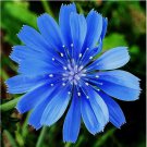 Chicory 600 Seeds | Non-GMO