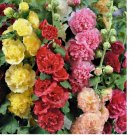 Summer Carnival Mix Hollyhock 125 Seeds | Non-GMO