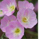 Showy Evening Primrose 1000 Seeds | Non-GMO