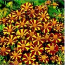 100 SEEDS French Marigold COURT JESTER Harlequin Tall Beneficial Plant Non-GMO